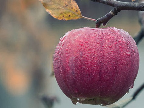 apple on tree